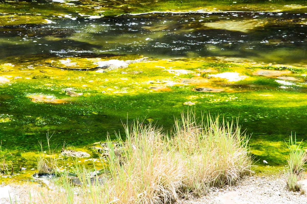 Farbspiel der geothermalen Aktivitäten im Waimangu Volcanic Valley in Neuseeland