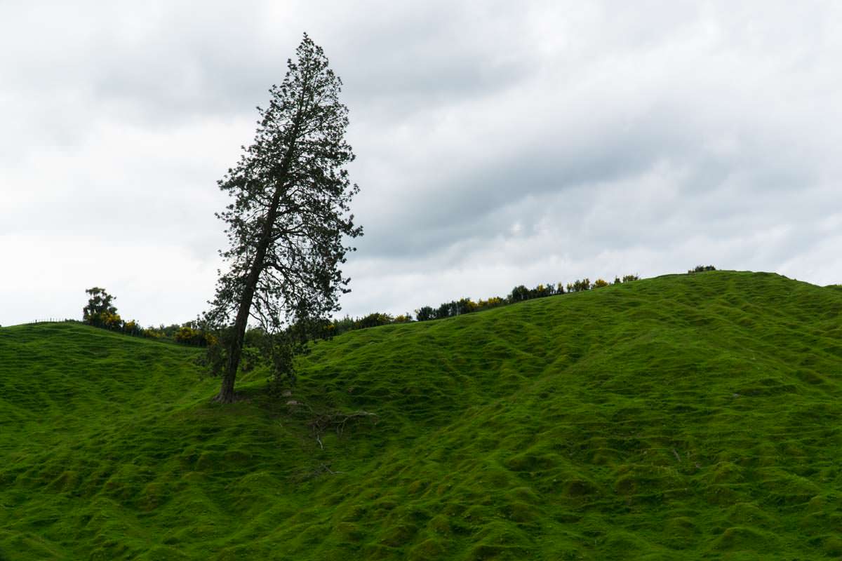 Hobbitlandschaft in Neuseeland