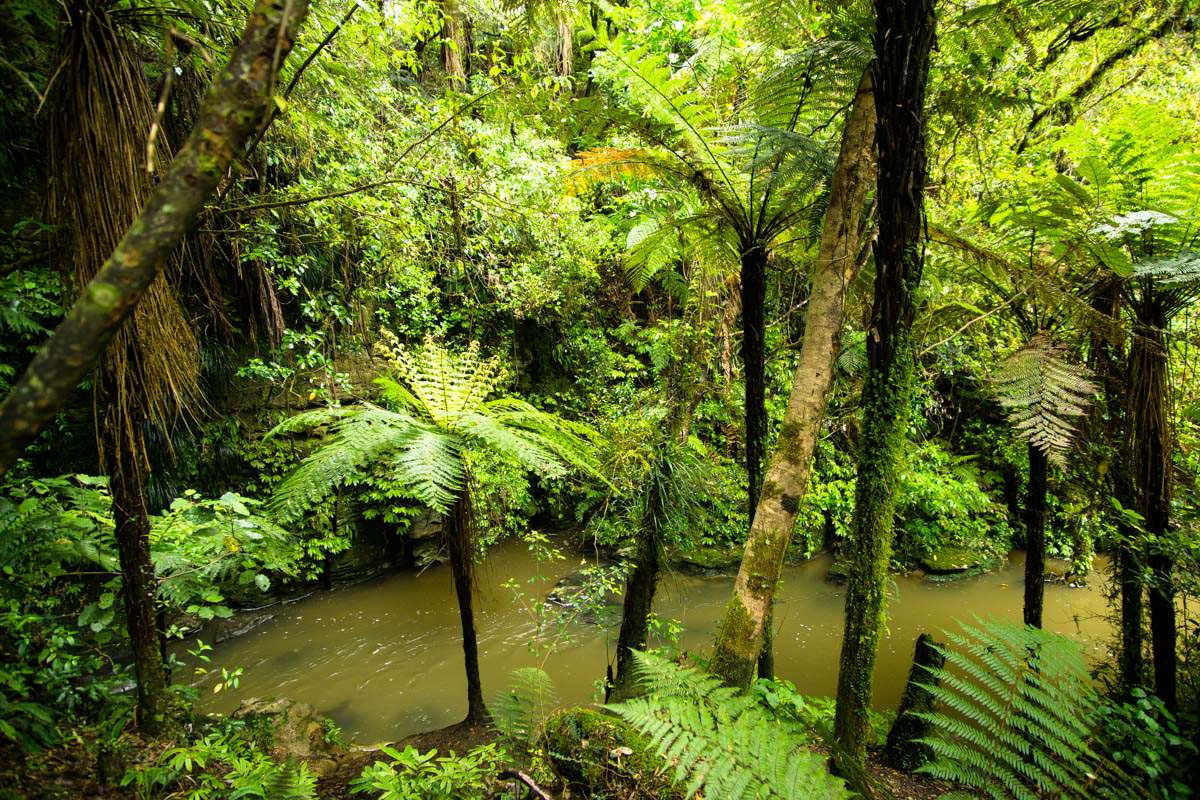 Fluss beim Ruakuri Walk in Neuseeland