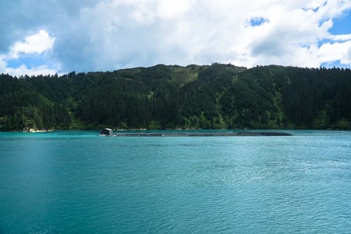 Muschelfarm in der Cook Strait von Neuseeland