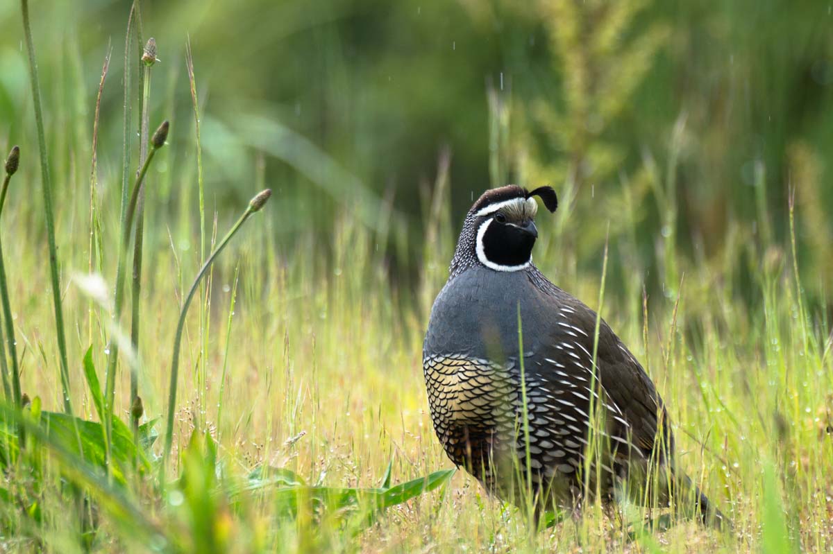 Kalifornische Schopfwachtel (California Quail) in Neuseeland