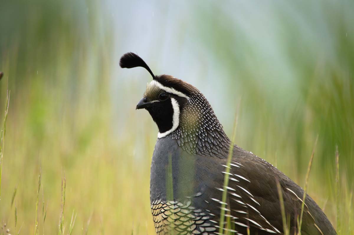 Kalifornische Schopfwachtel (California Quail) in Neuseeland