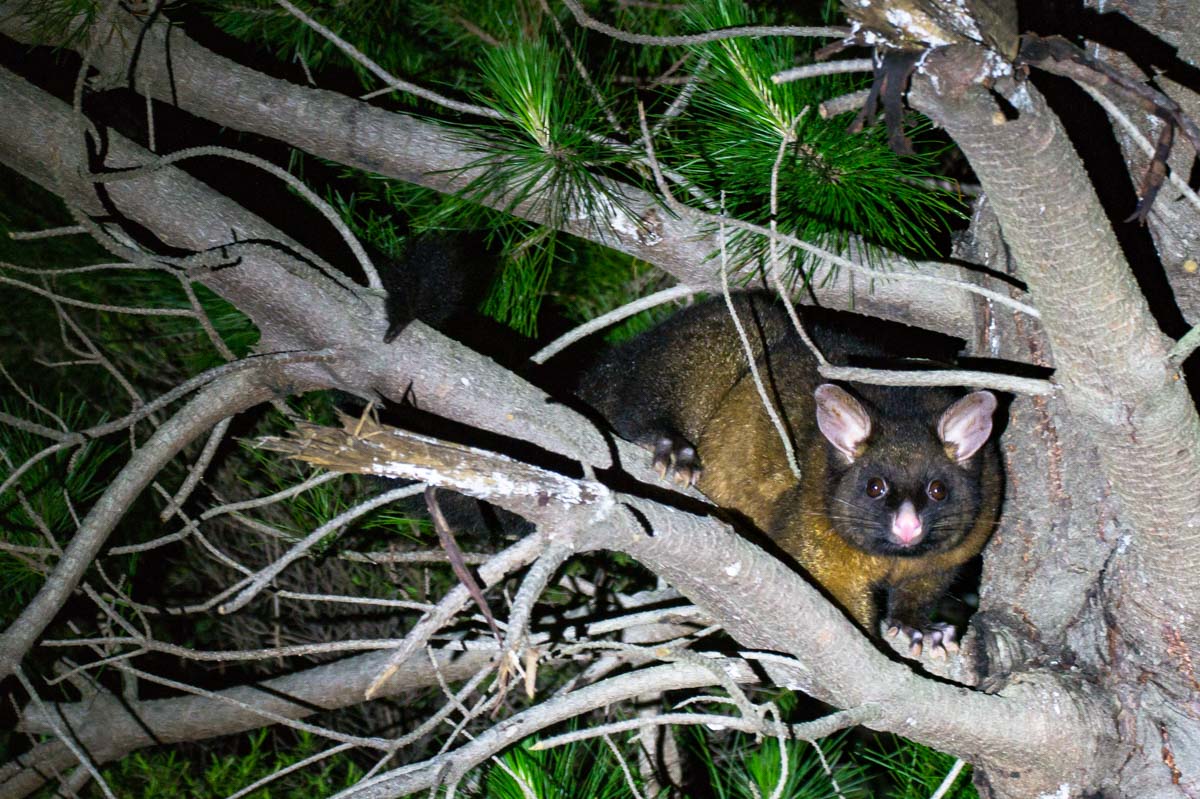 Possum im Baum der Elaine Bay