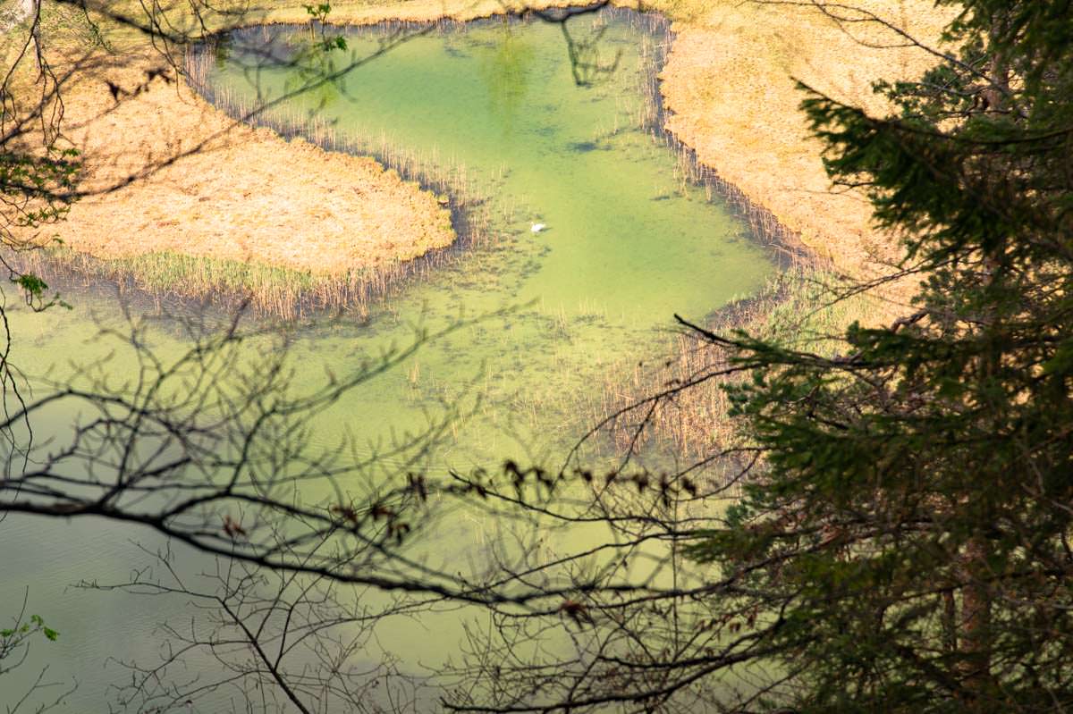 Blick auf den Schwansee mit Schwan in Füssen