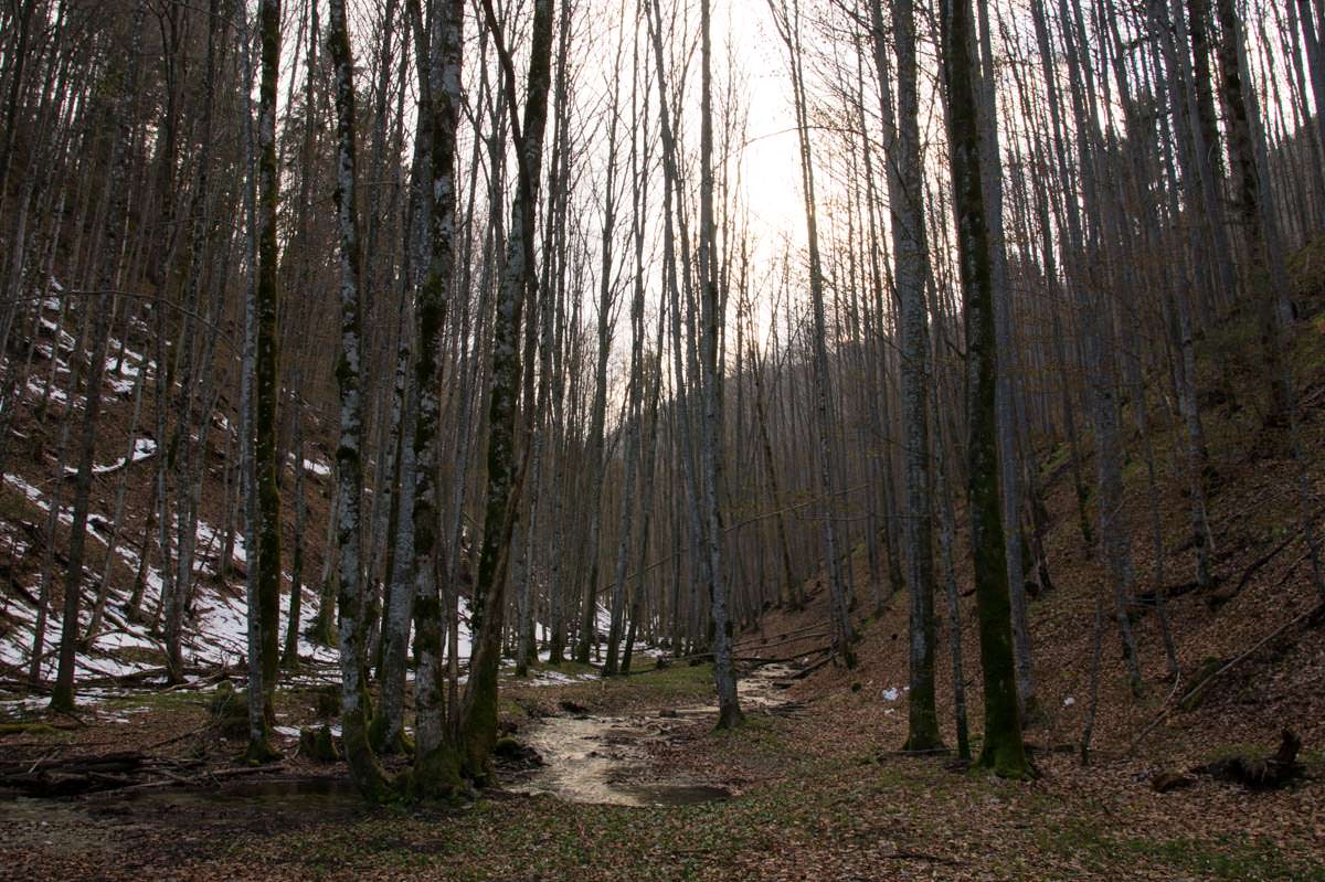 Wald am Ufer des Alpsee (Füssen)