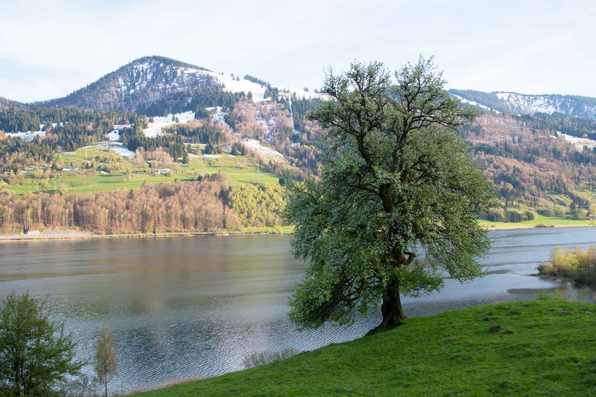 Der große Alpsee in Immenstadt