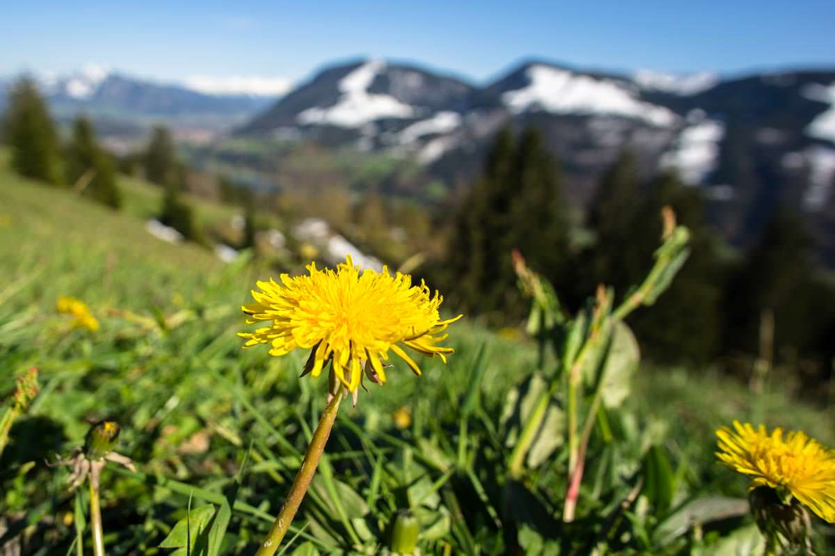 Blumenwiese auf der Thaler Höhe