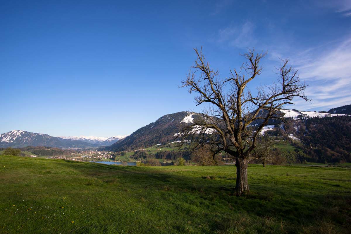 Alpsee von oben