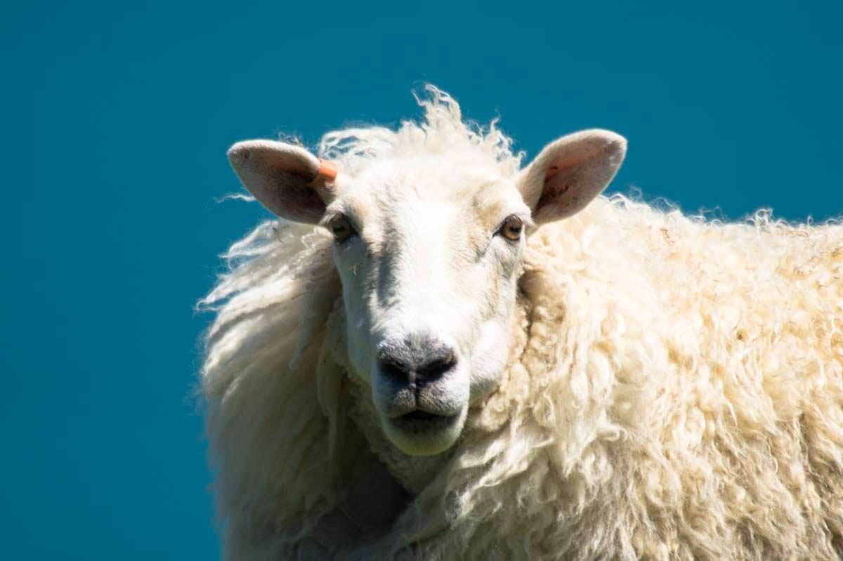 Schaf in Neuseeland