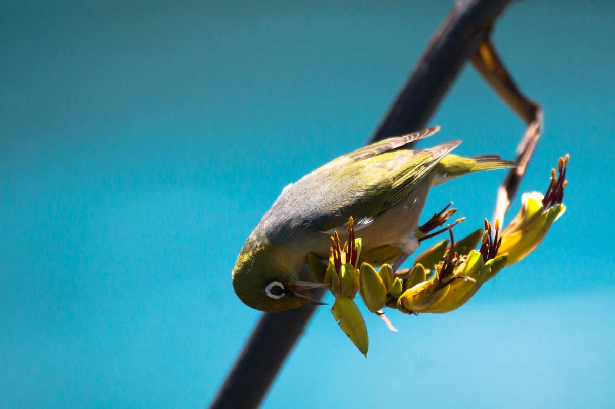 Graumantelbrillenvogel (Silvereye) in Neuseeland