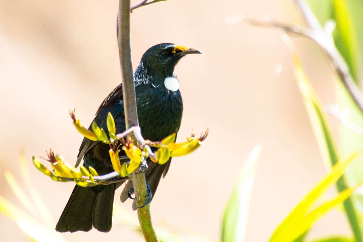 Tui in Neuseeland