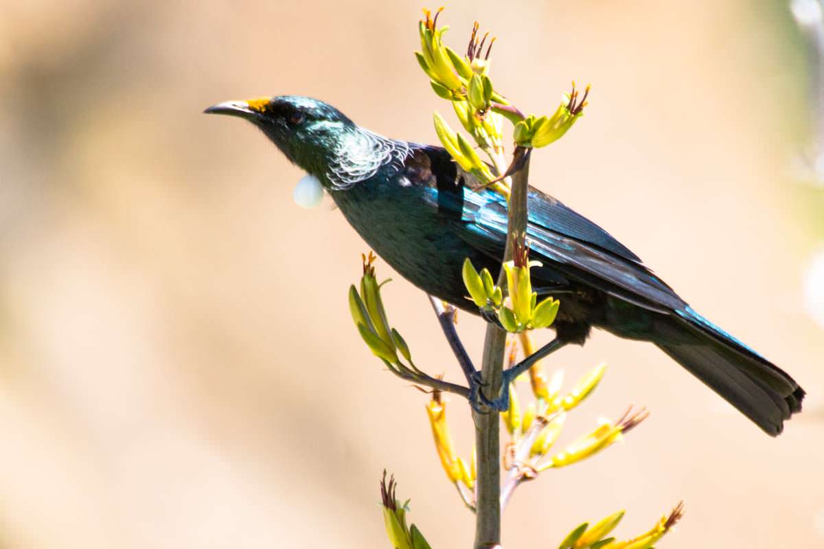 Tui in Neuseeland