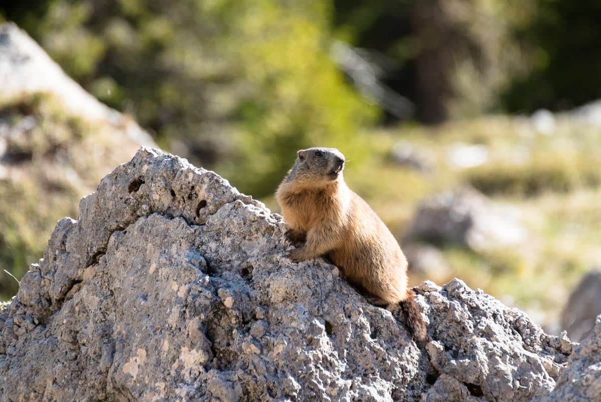 Murmeltier in den Dolomiten (Fotoparade)