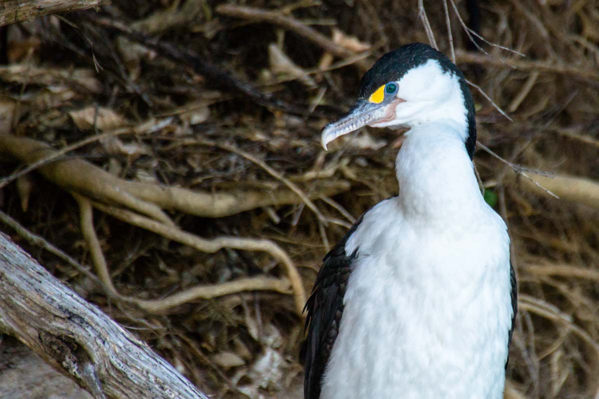 Kormoran im Abel Tasman Nationalpark in Neuseeland