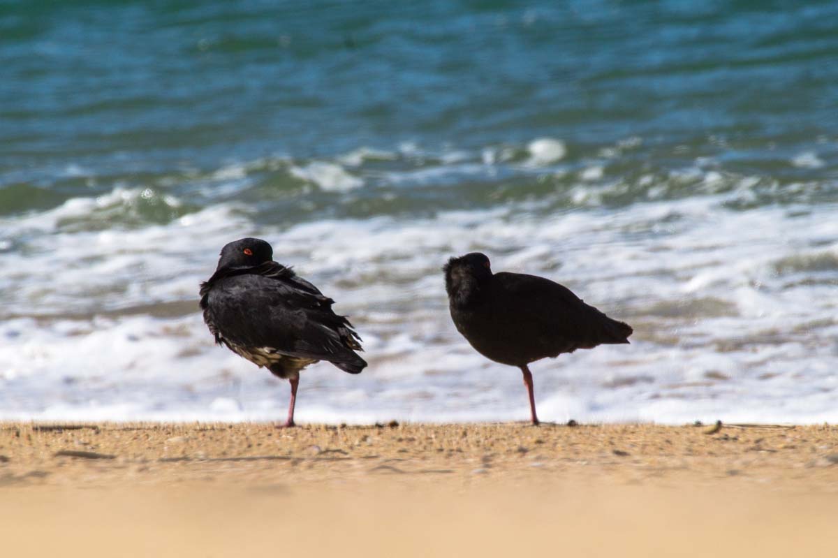 Vögel am Strand vom Abel Tasman Nationalpark in Neuseeland