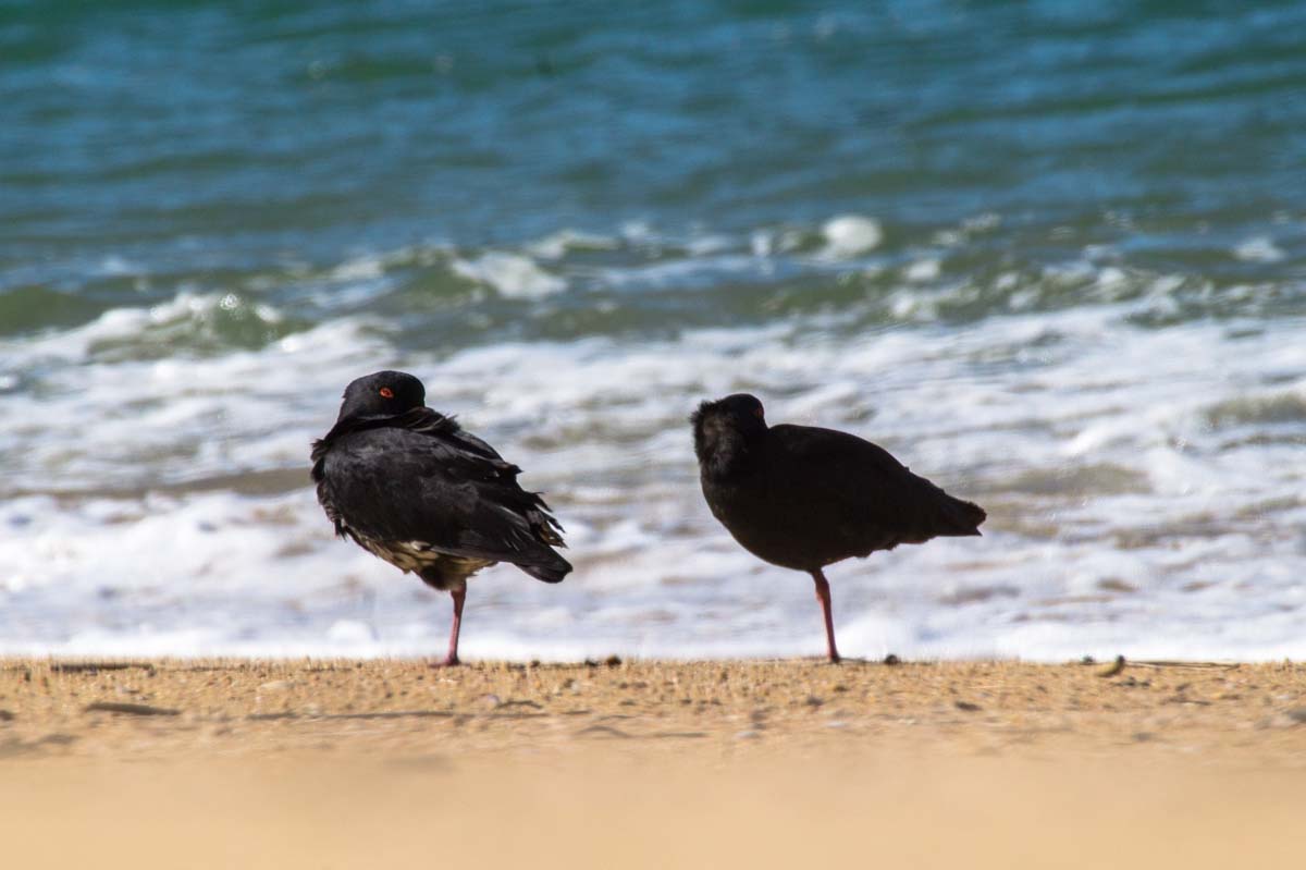 Vögel am Strand vom Abel Tasman Nationalpark in Neuseeland