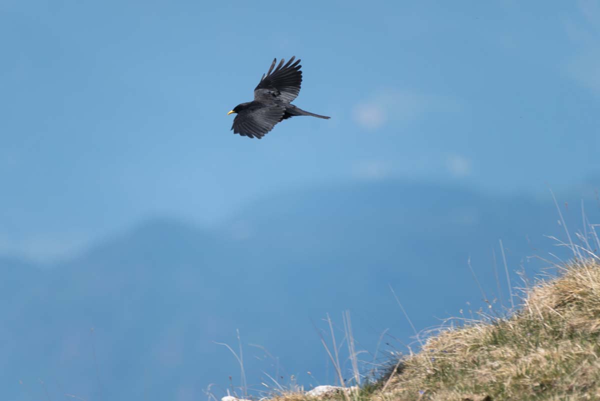 Alpendohle in den Dolomiten