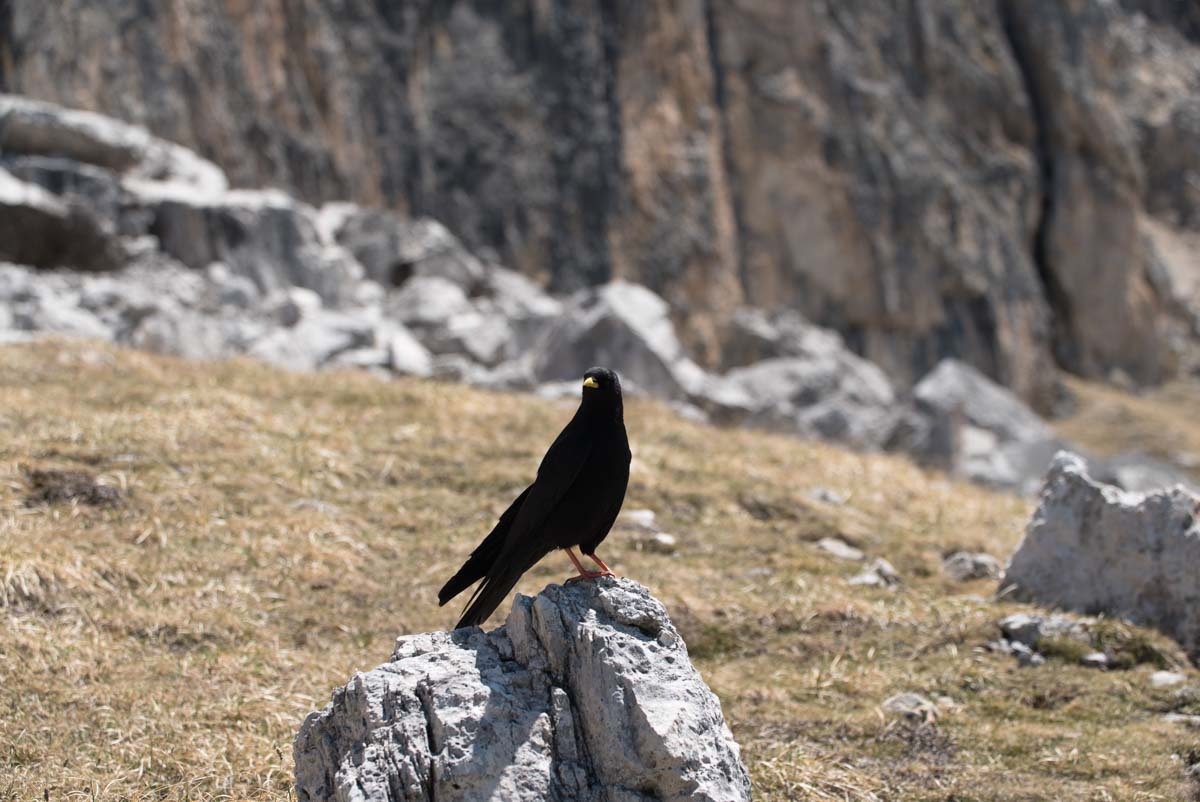 Alpendohle in den Dolomiten