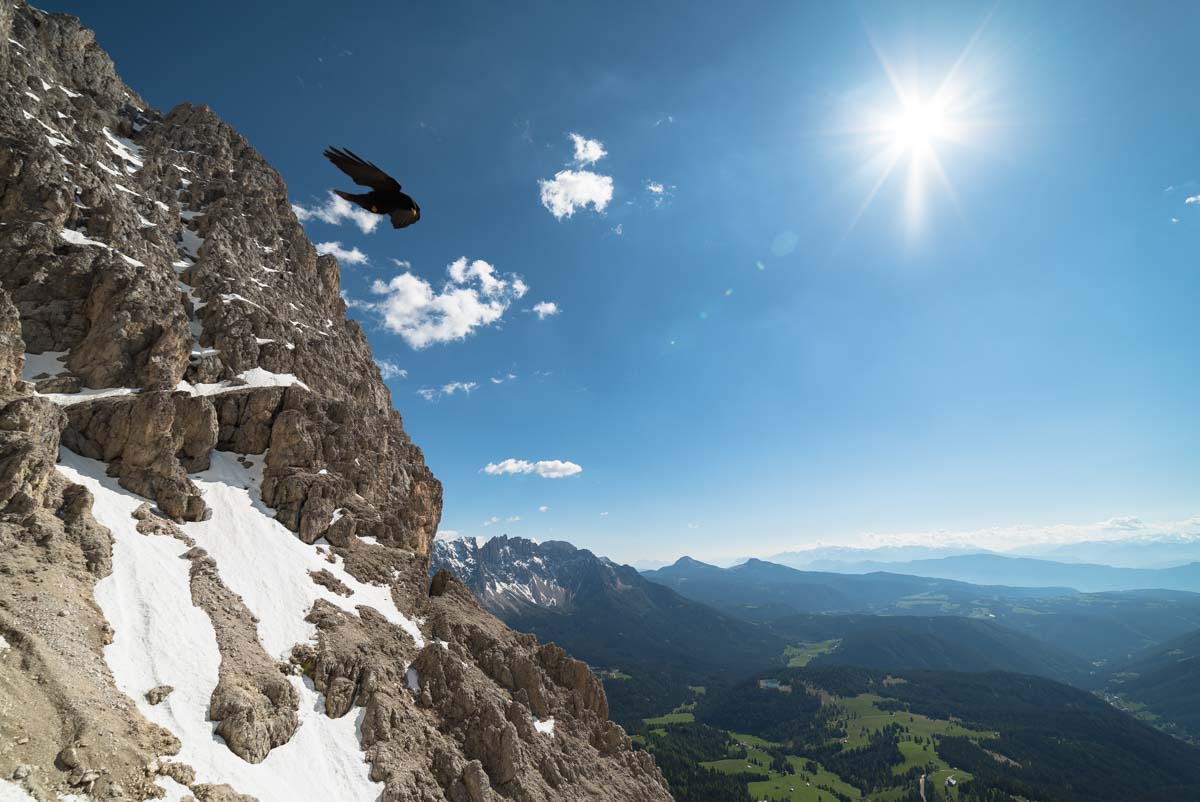 Alpendohle im Rosengarten, Dolomiten