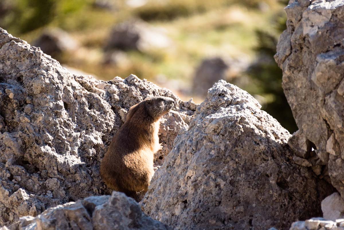 Murmeltier in den Alpen, Dolomiten