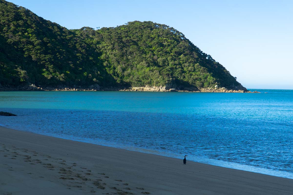 Kormoran im Abel Tasman Nationalpark in Neuseeland