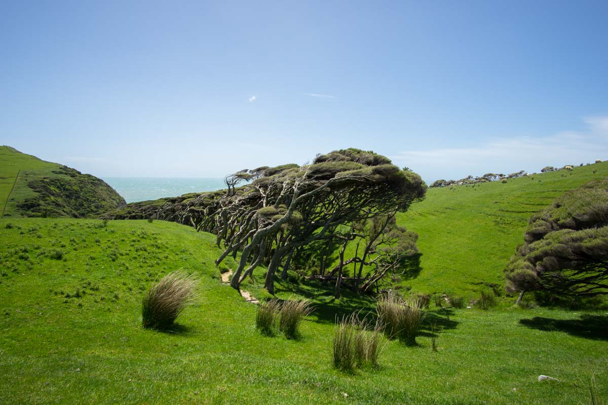 Schiefe Bäume am Cape Farewell in Neuseeland