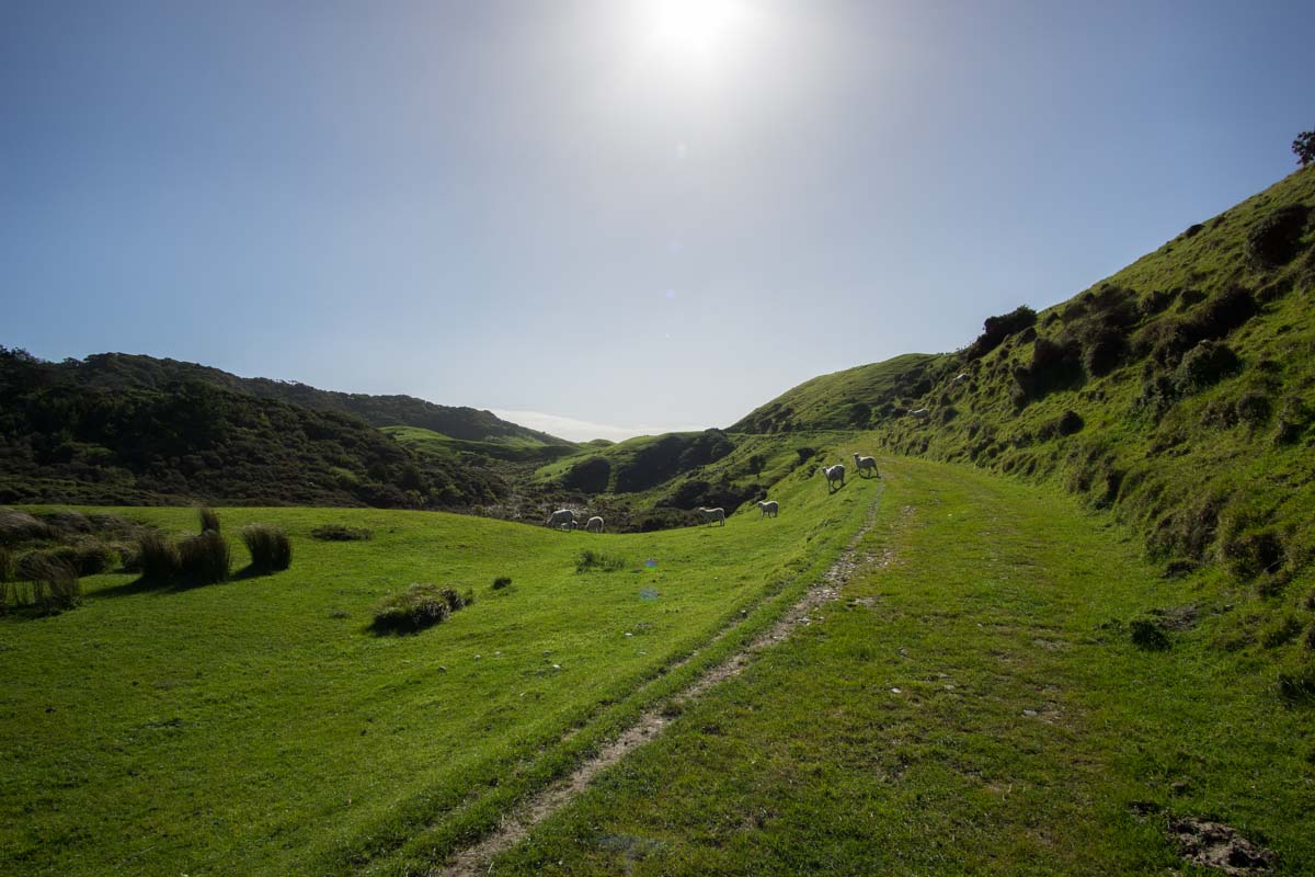 Schafweide am Wharariki Beach in Neuseeland