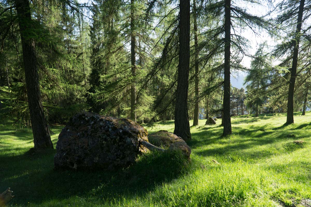 Wald am Tschafon in den Dolomiten