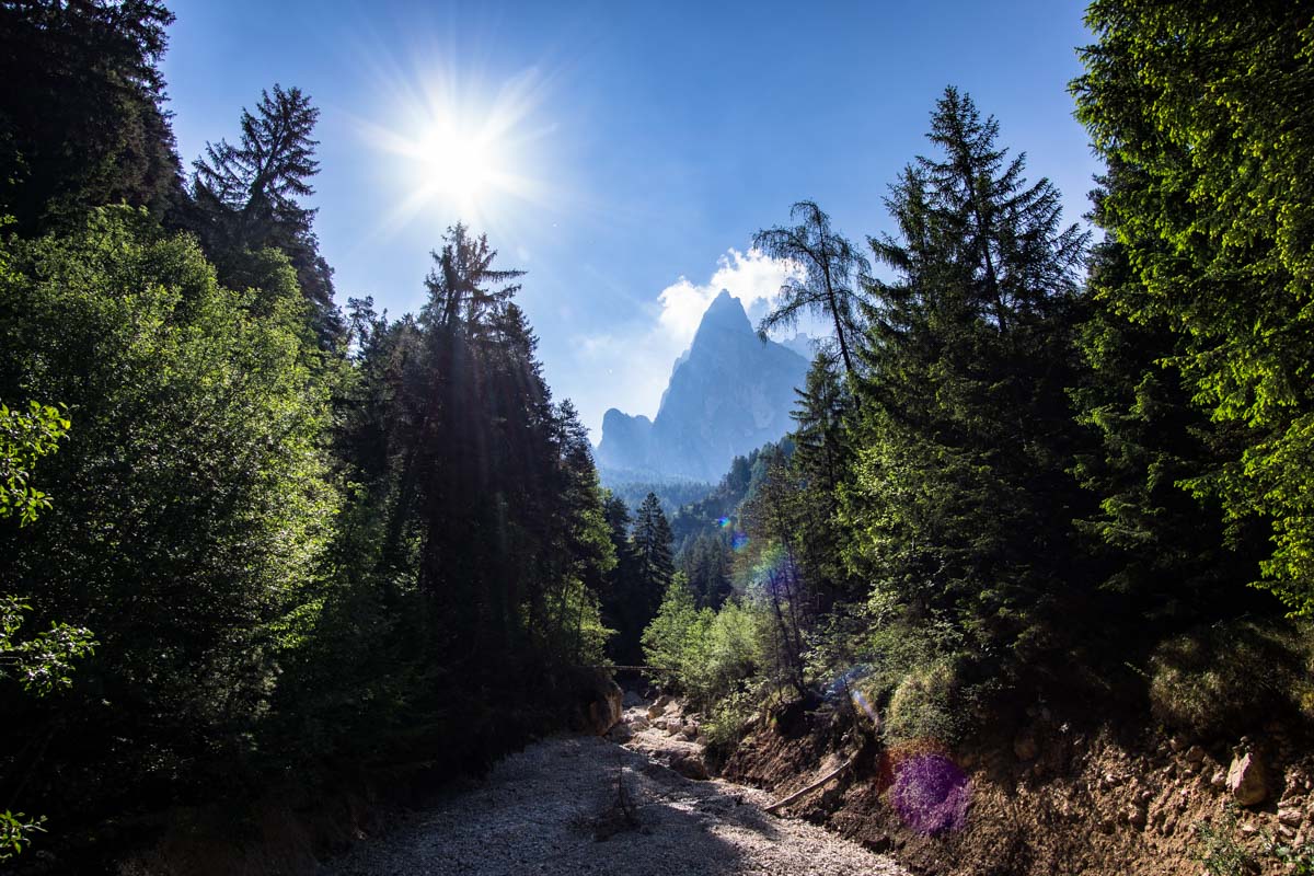 Wald mit Schlern im Hintergrund