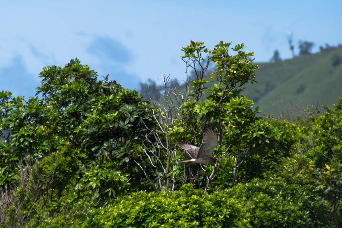 Greifvogel in Neuseeland