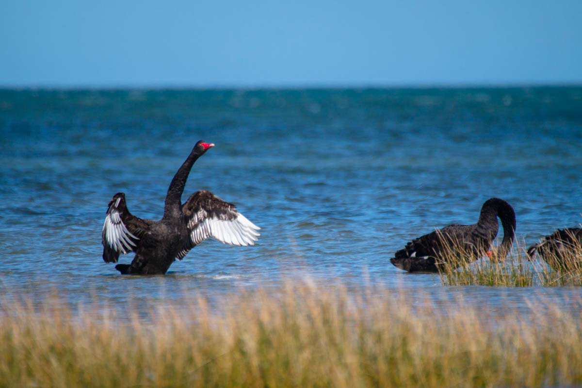 Schwarzer Schwan am Cape Farewell in Neuseeland