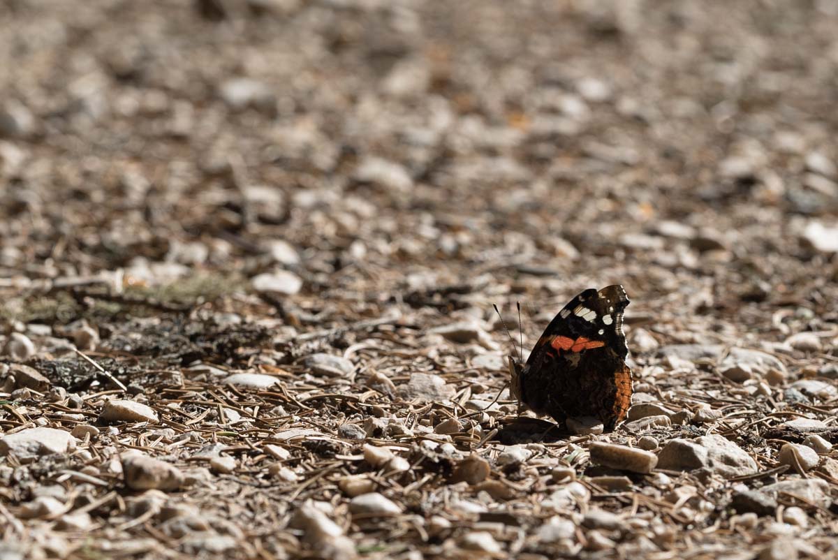 Schmetterling in den Dolomiten