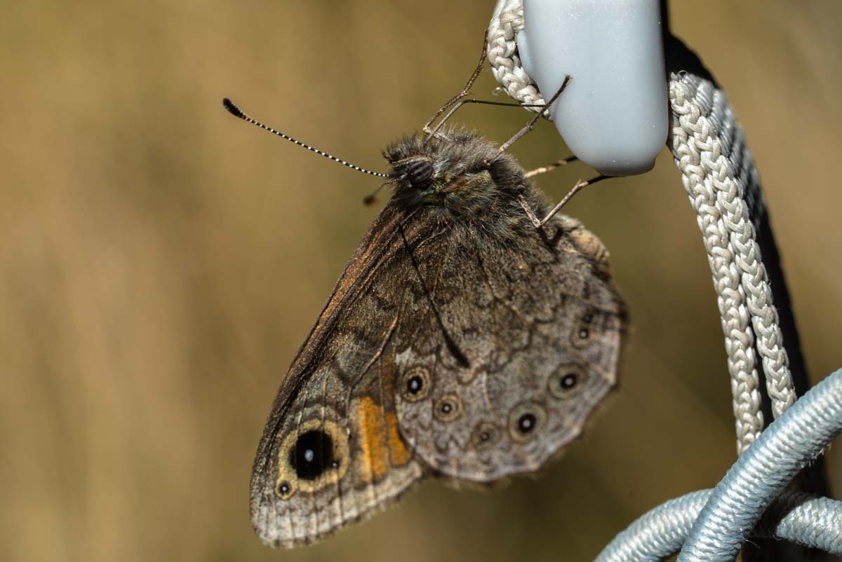 Schmetterling in den Dolomiten