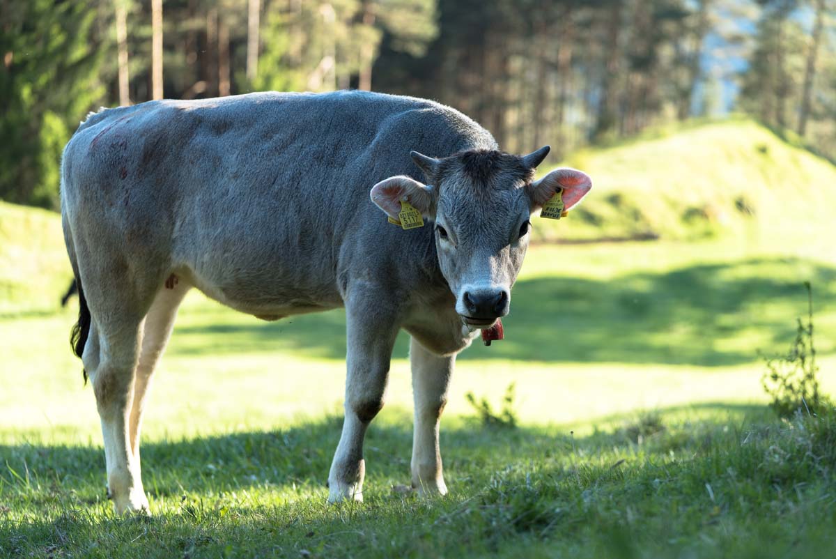 Junger Stier in den Dolomiten