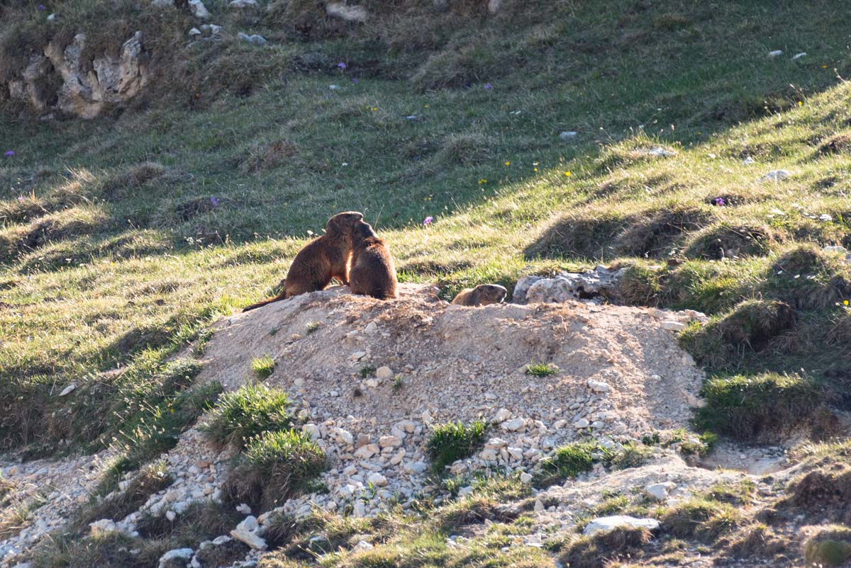 Alpenmurmeltiere am Schlern