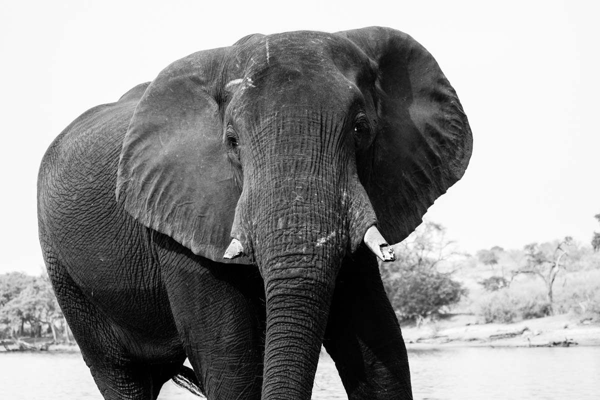 Elefant im Chobe NP