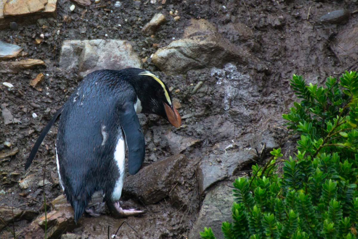 Fjordlandpinguine am Monro Beach sind sehr scheu