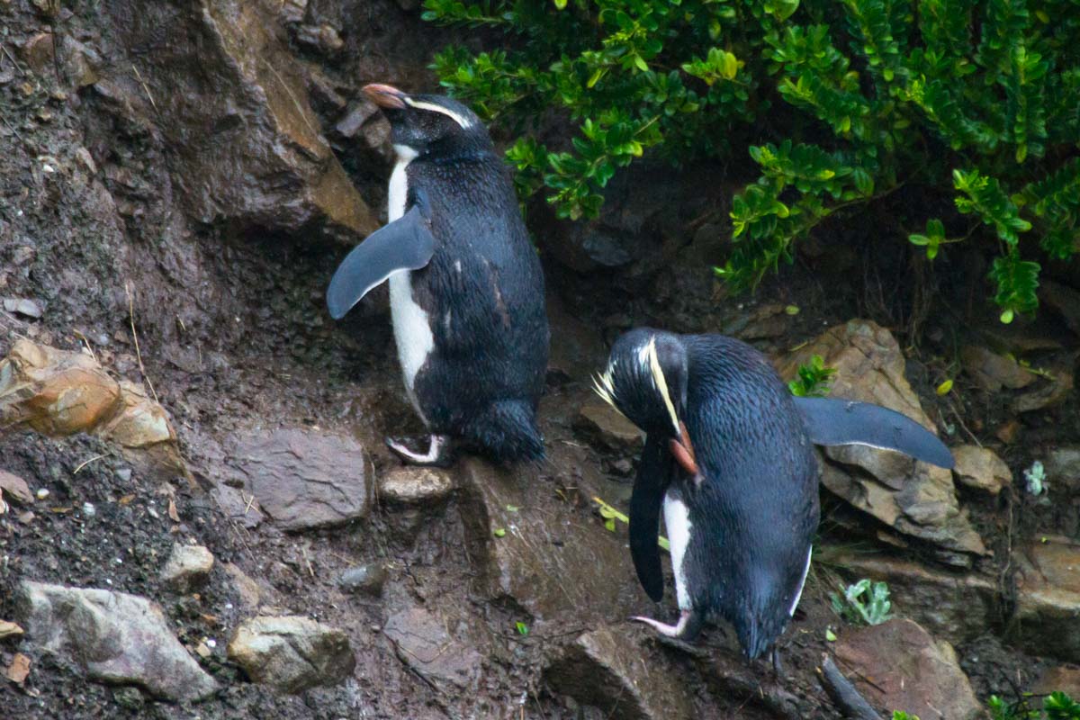 Fjordlandpinguine auf dem Weg zu ihrem Nest am Monro Beach