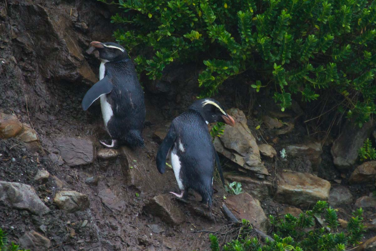 Pinguine am Monro Beach