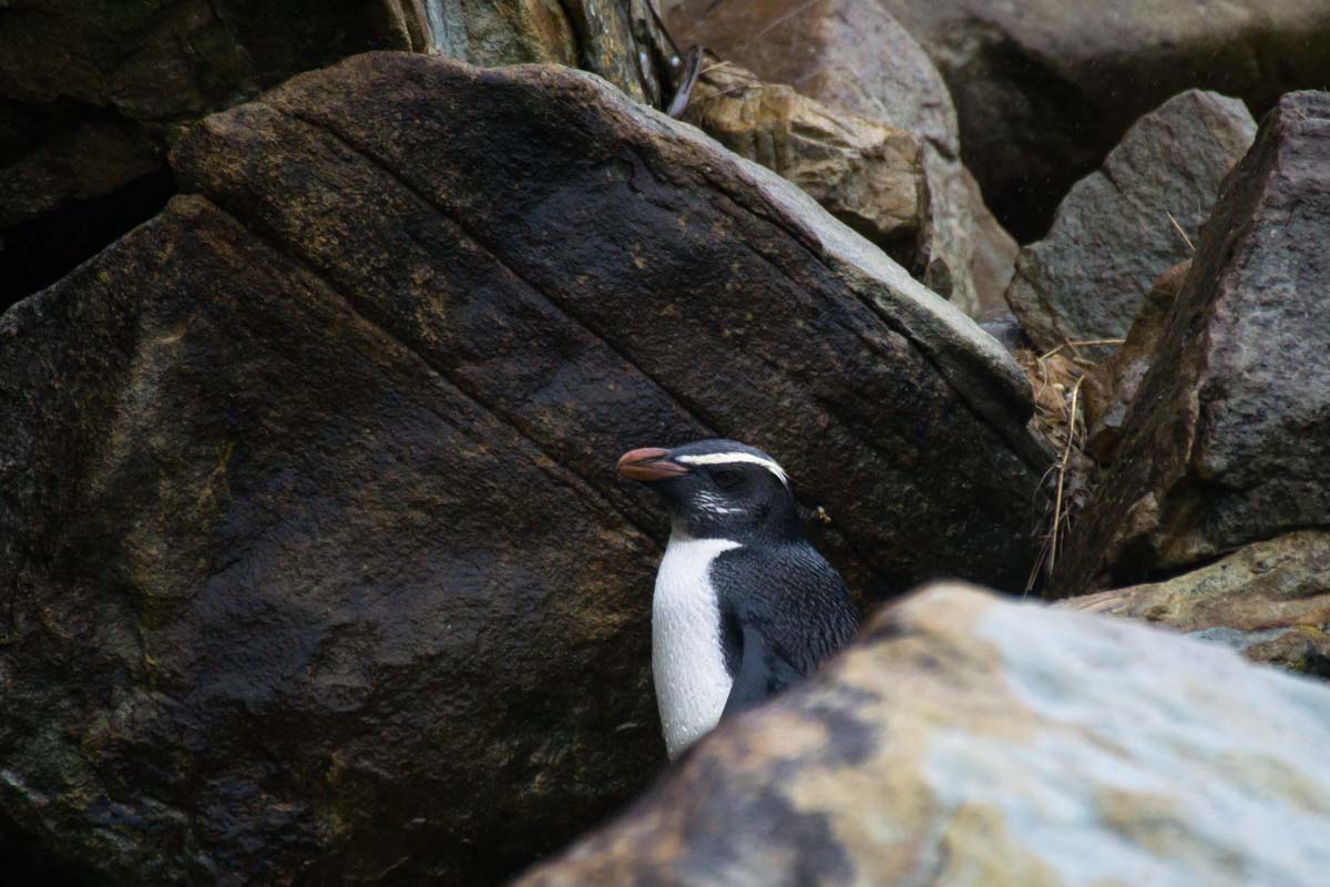 Fjordlandpinguine am Monro Beach