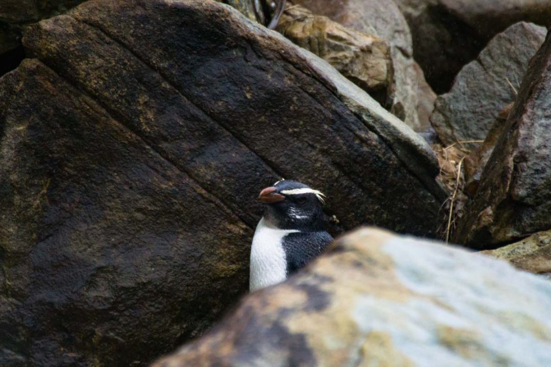 Fjordlandpinguin (Fjordland Crested Penguin) am Monro Beach
