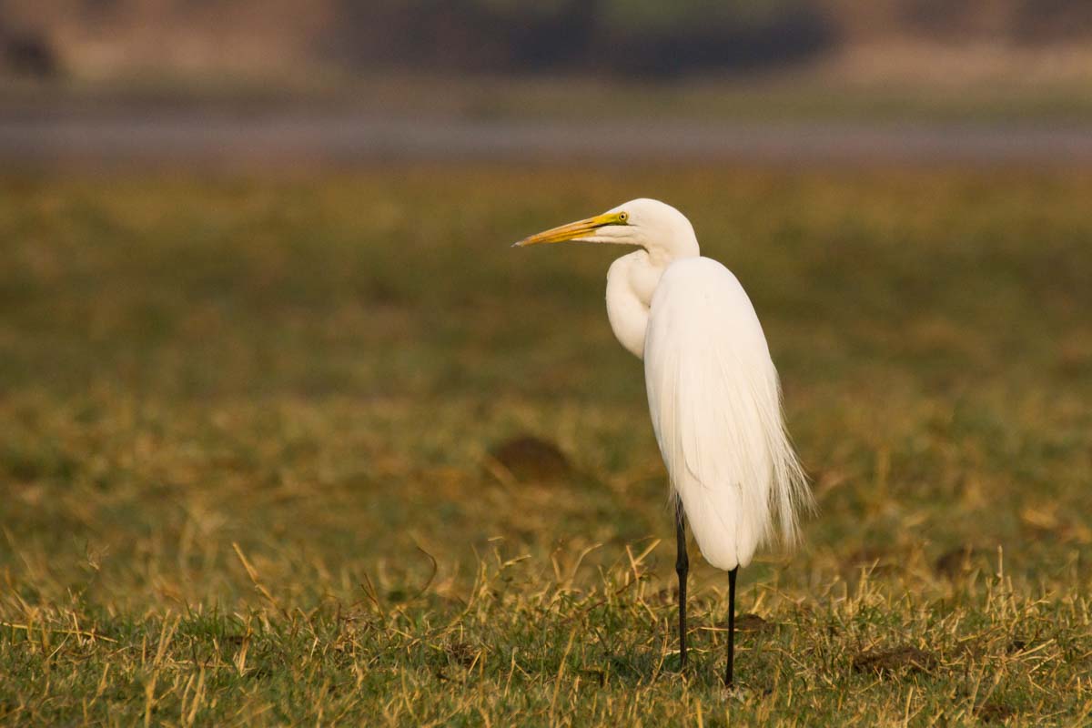 Silberreiher (Great Egret) im Chobe NP