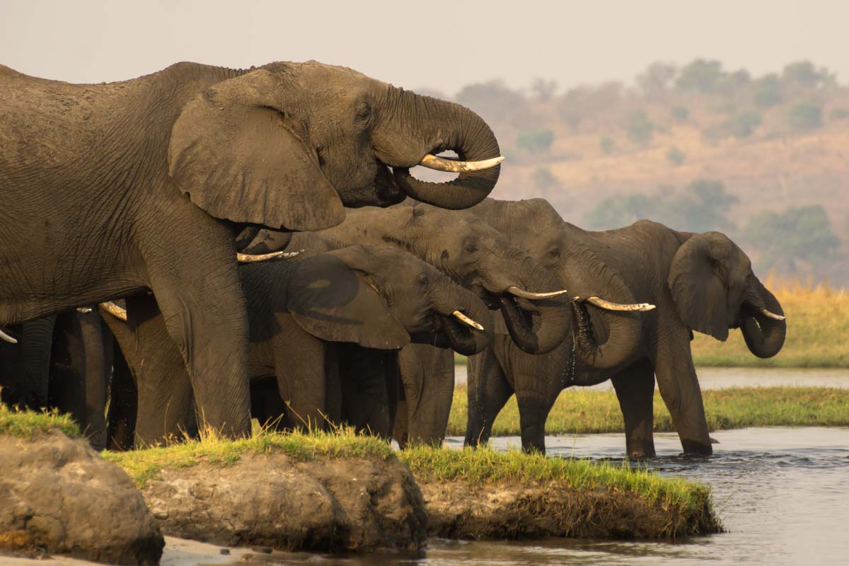 Elefantenherde beim Trinken im Chobe