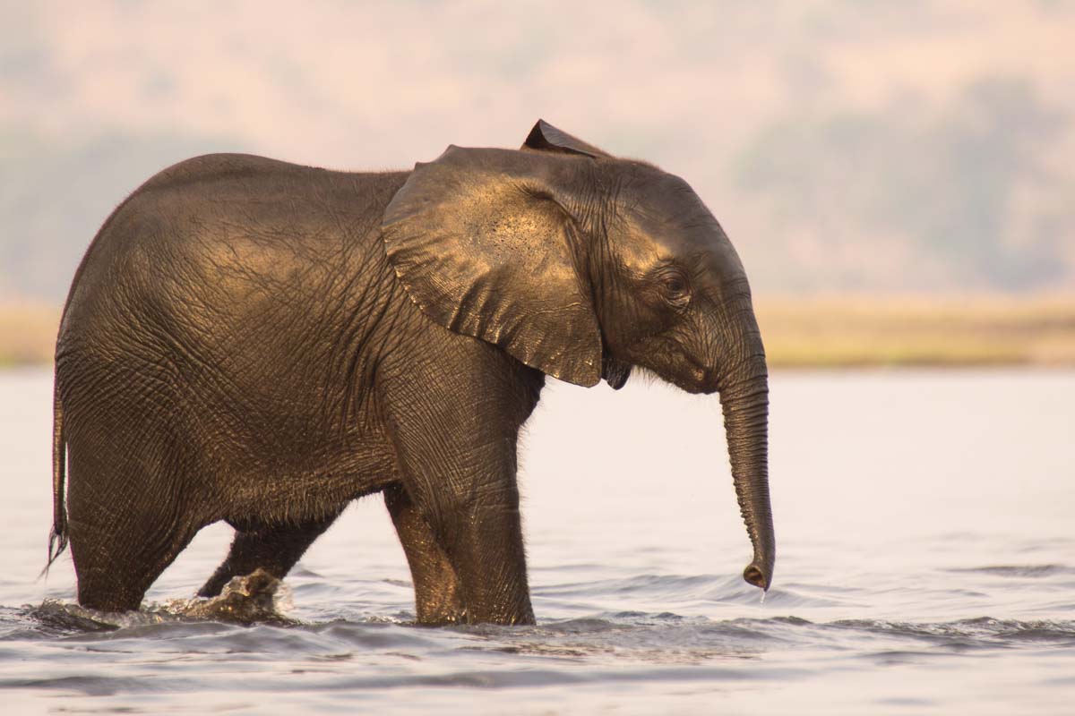 Elefantenbaby schimmert golden als es aus dem Chobe kommt