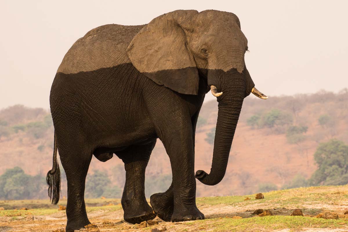 Zweifarbiger Elefant im Chobe NP