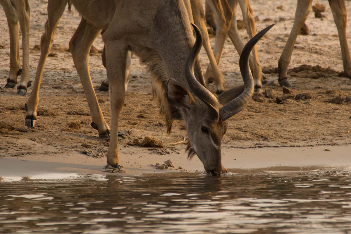 Kudu-Herde am Chobe Fluss