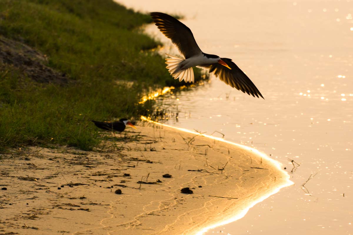 African Skimmer (Afrikanischer Scherenschnabel) im Chobe NP