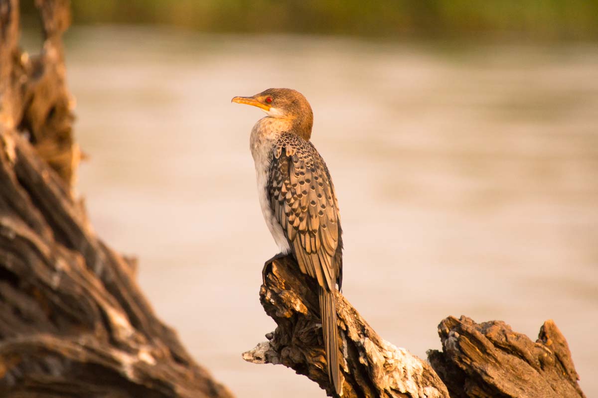 Riedscharbe (Reed Cormorant)