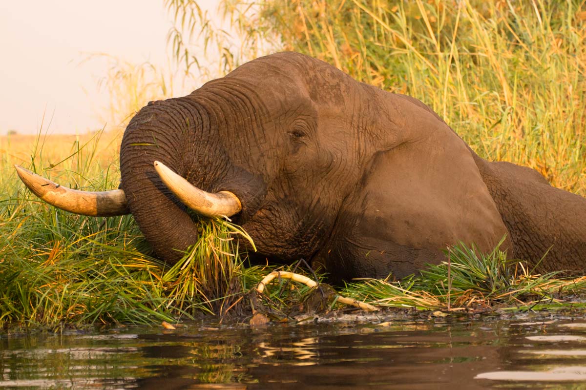 Badender Elefant im Chobe River