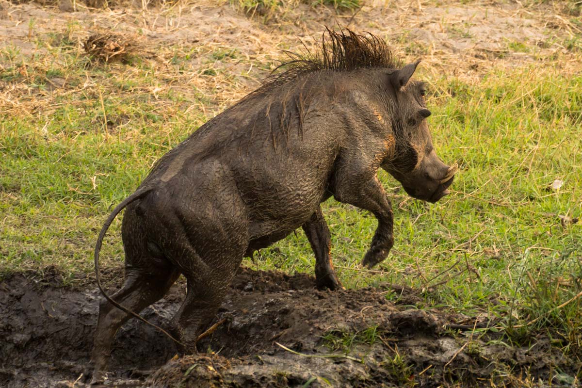 Warzenschwein im Chobe NP